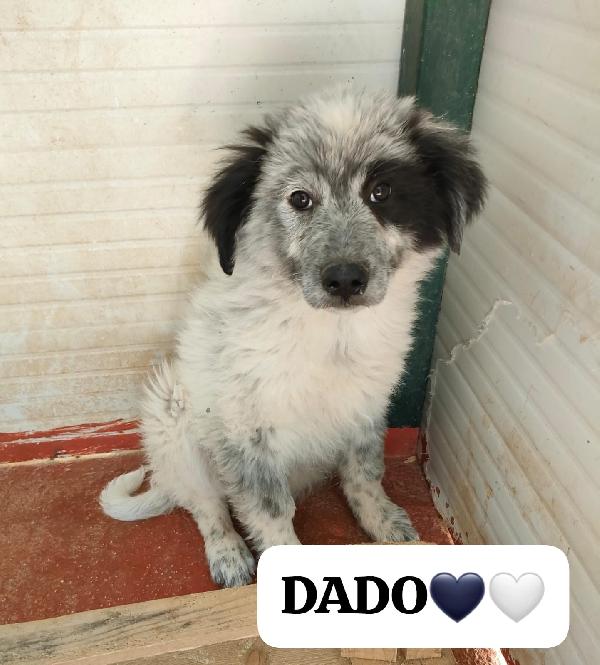 🐾💛 Dado meraviglioso cucciolo cerca famiglia 💕🧑🏻‍🧑🏻‍🧒🏻 Foto 3